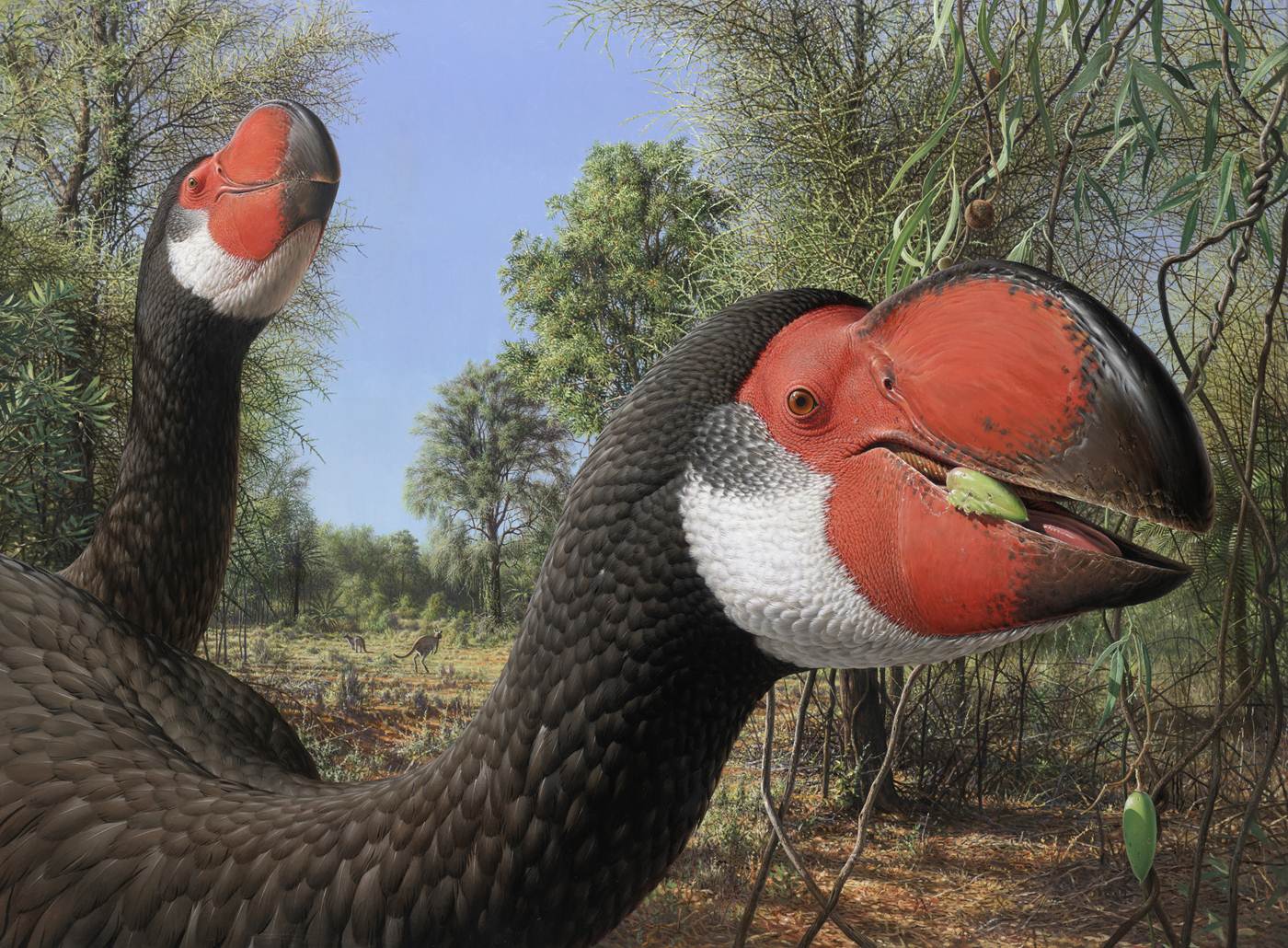 ‘Thunder’ Bird Brains Rock